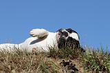 BOULEDOGUE FRANCAIS 524